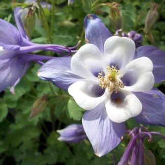 aquilegia blue and white