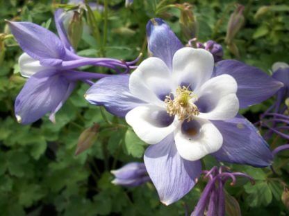 aquilegia blue and white