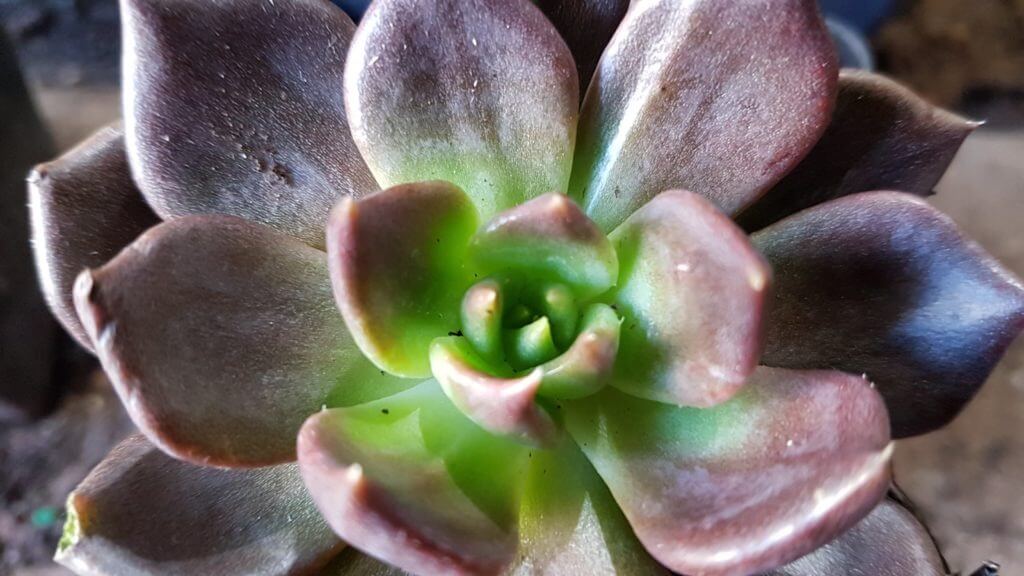 Echeveria Black Knight