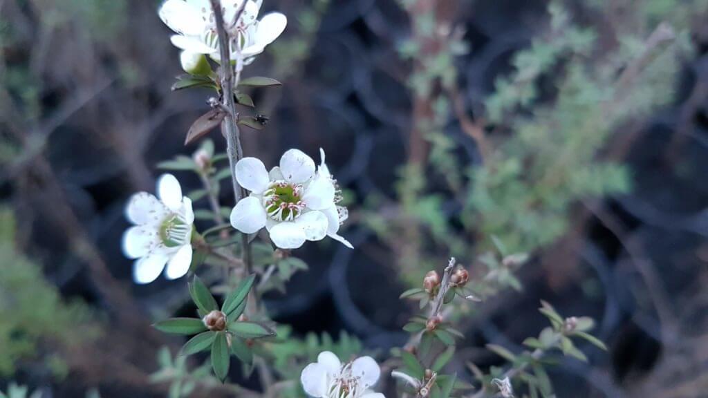 leptospermum scoparium