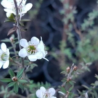 leptospermum scoparium