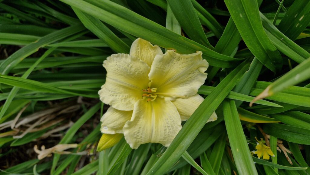 Hemerocalis Stella Bella