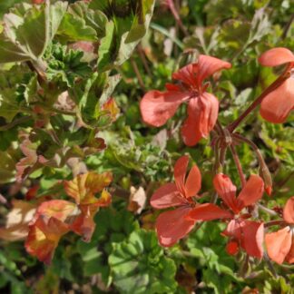 Pelargonium stellar Apricot