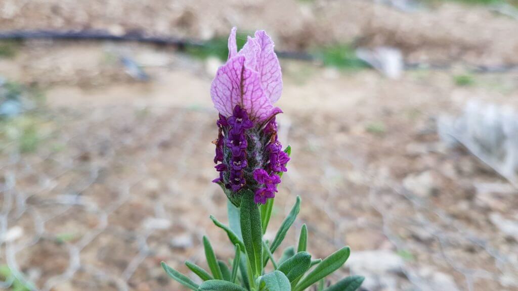 lavender stoechas bella rose