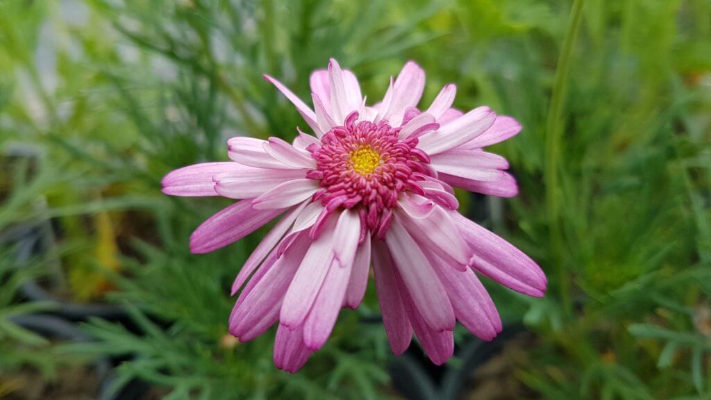 Argyranthemum Summer Splash