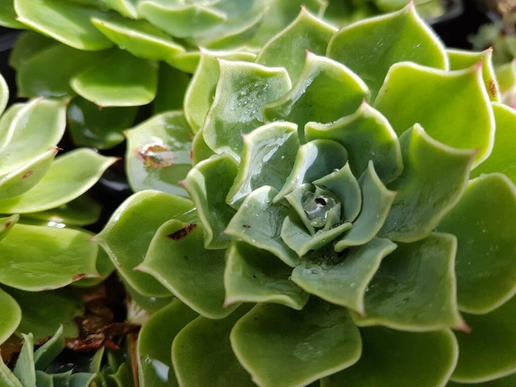 echeveria