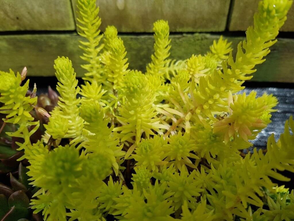 sedum acupalco gold