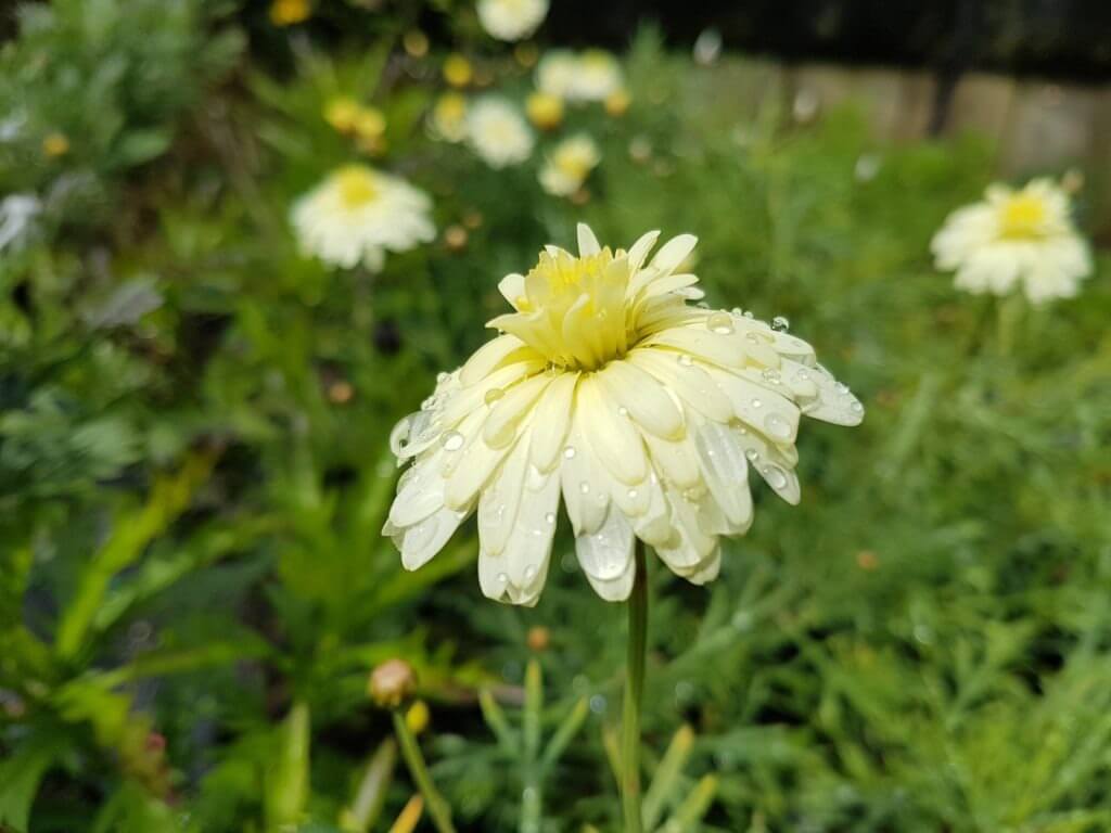 Argyranthemum Daisy Lemon