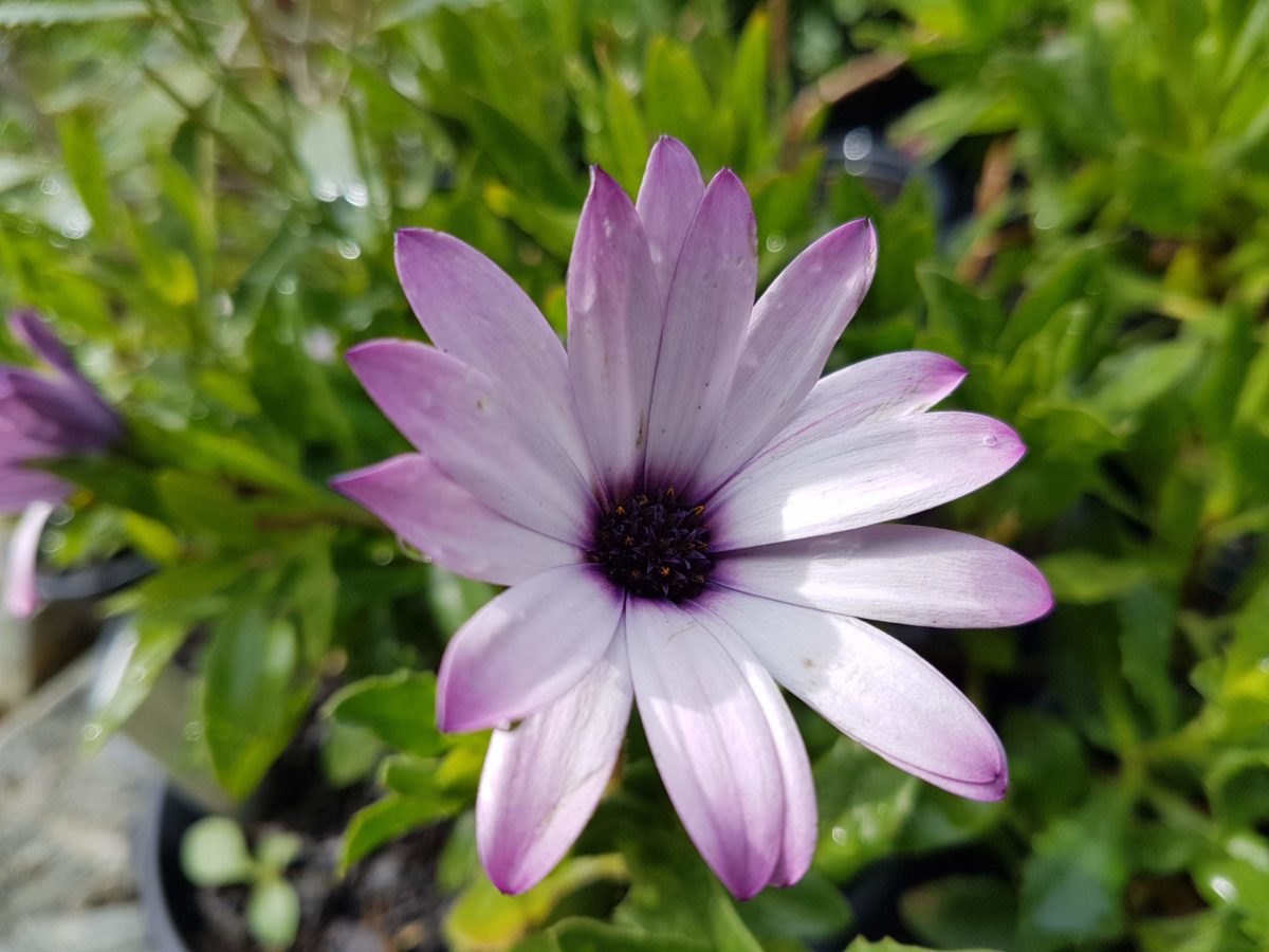 Osteospermum 'Pink Beauty' – Maryflower