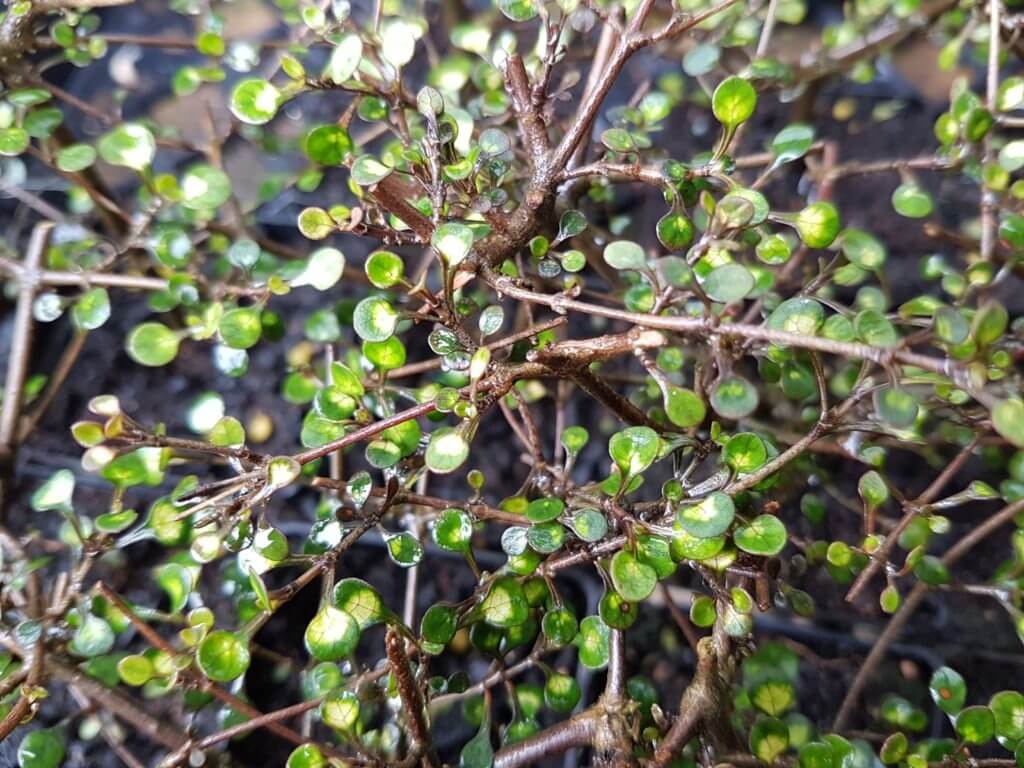 Coprosma Galaxy