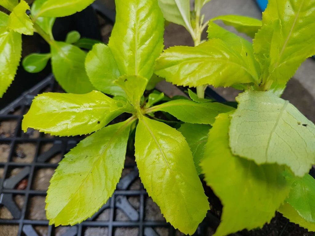 Escallonia 'Gold Brian'