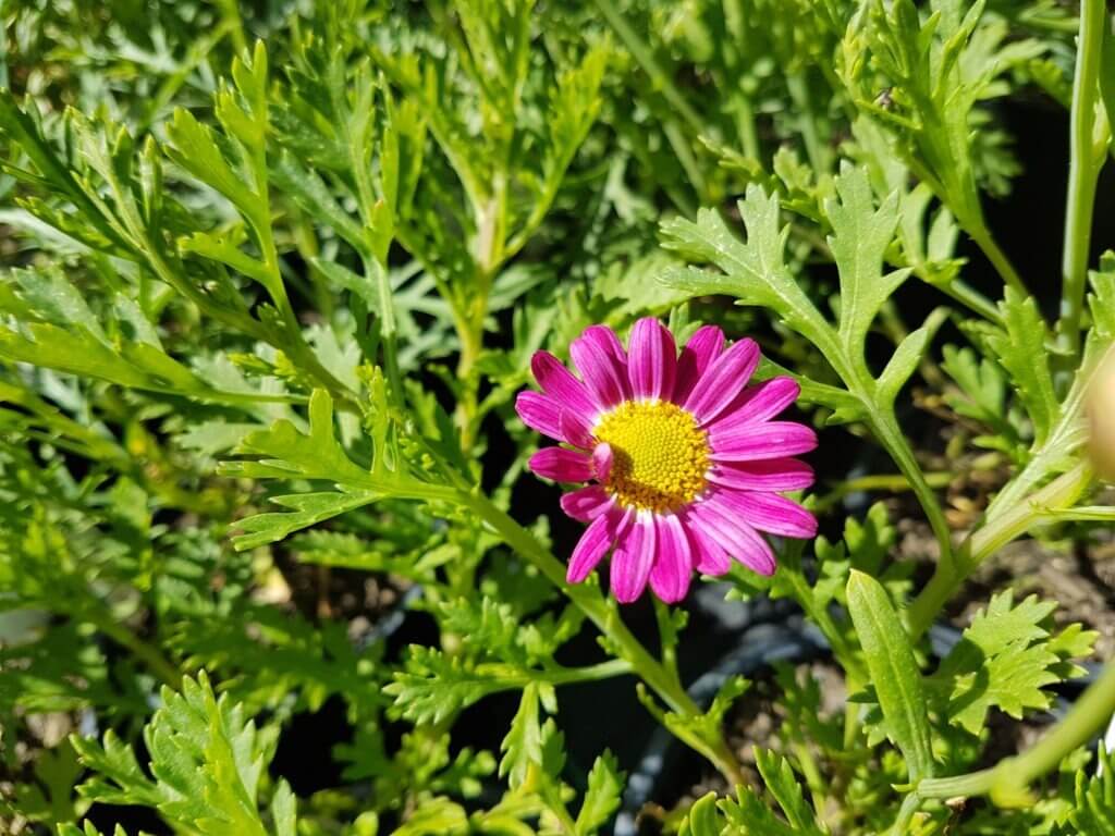 Argyranthemum Hot lips