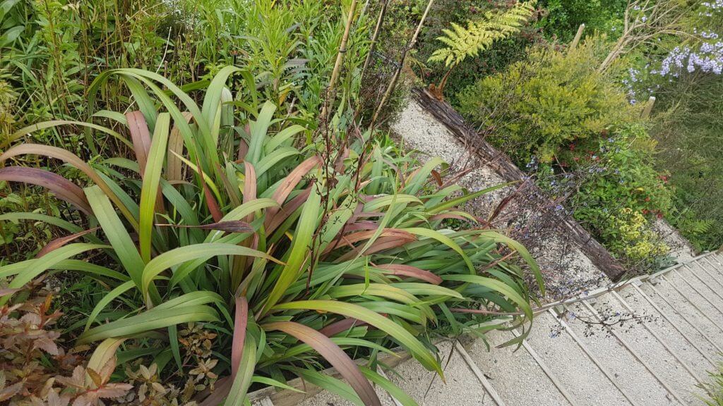 dianella cherry red