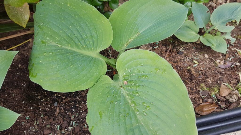 Hosta sieboldiana Elegans