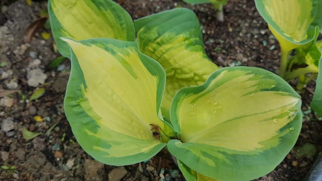 Hosta great expectations