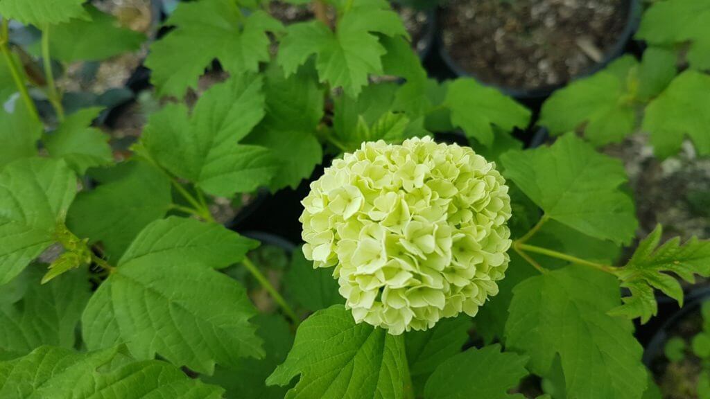 viburnum opulus