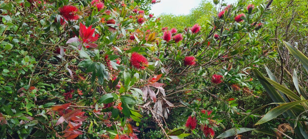 Callistemon Red Cluster