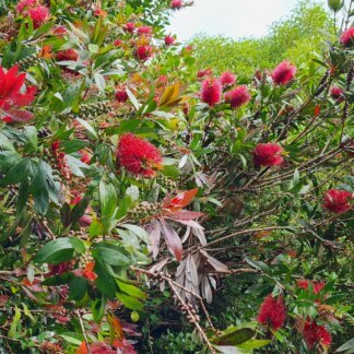 Callistemon Red Cluster