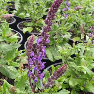 Salvia 'Merleau Blue'