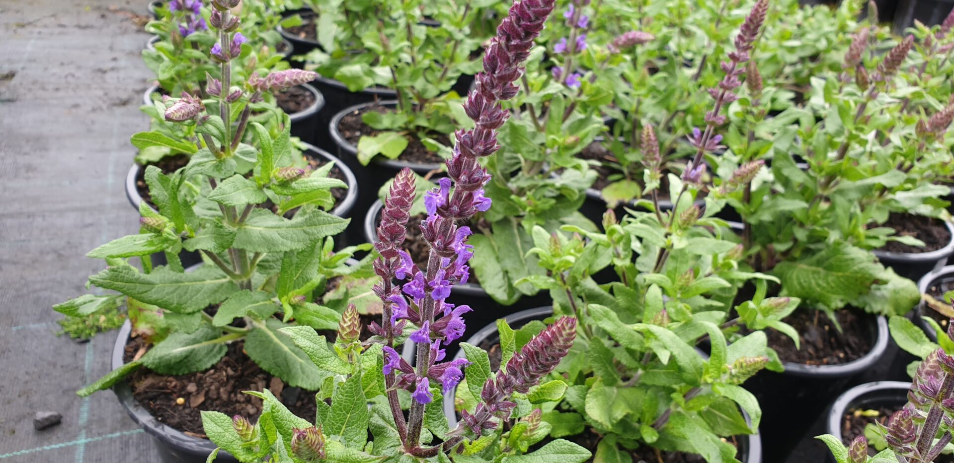 Salvia 'Merleau Blue'