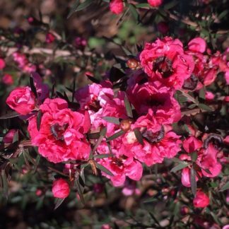 leptospermum blossum queen