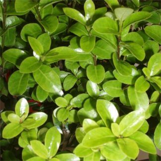 pittosporum mountain green