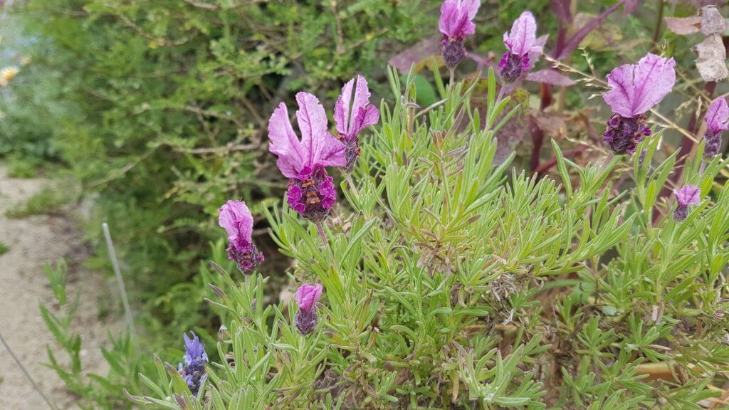 lavender bandera purple