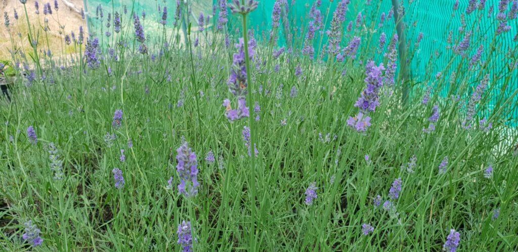 Lavender intermedia grosso