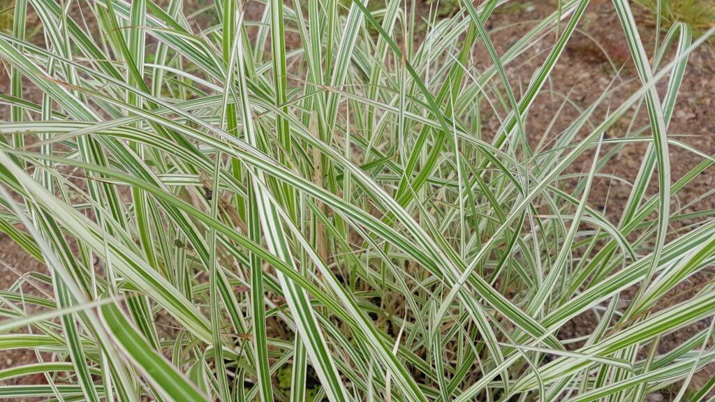 Miscanthus sinensis 'Variegatus'