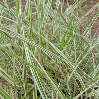 Miscanthus sinensis 'Variegatus'