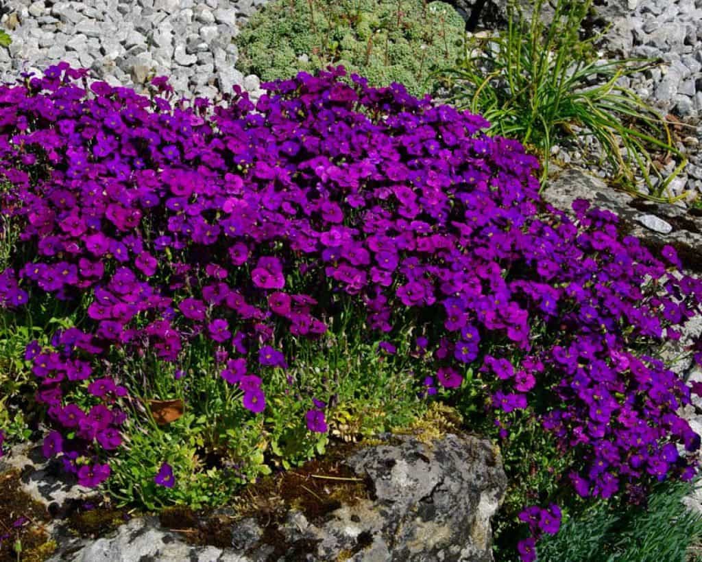 aubrieta purple cascade maryflower ground perennials