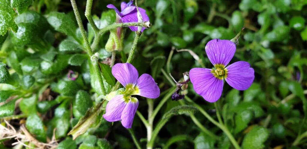 Aubrieta purple cascade