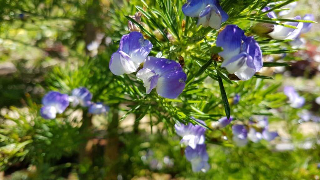 Psoralea pinnata 1