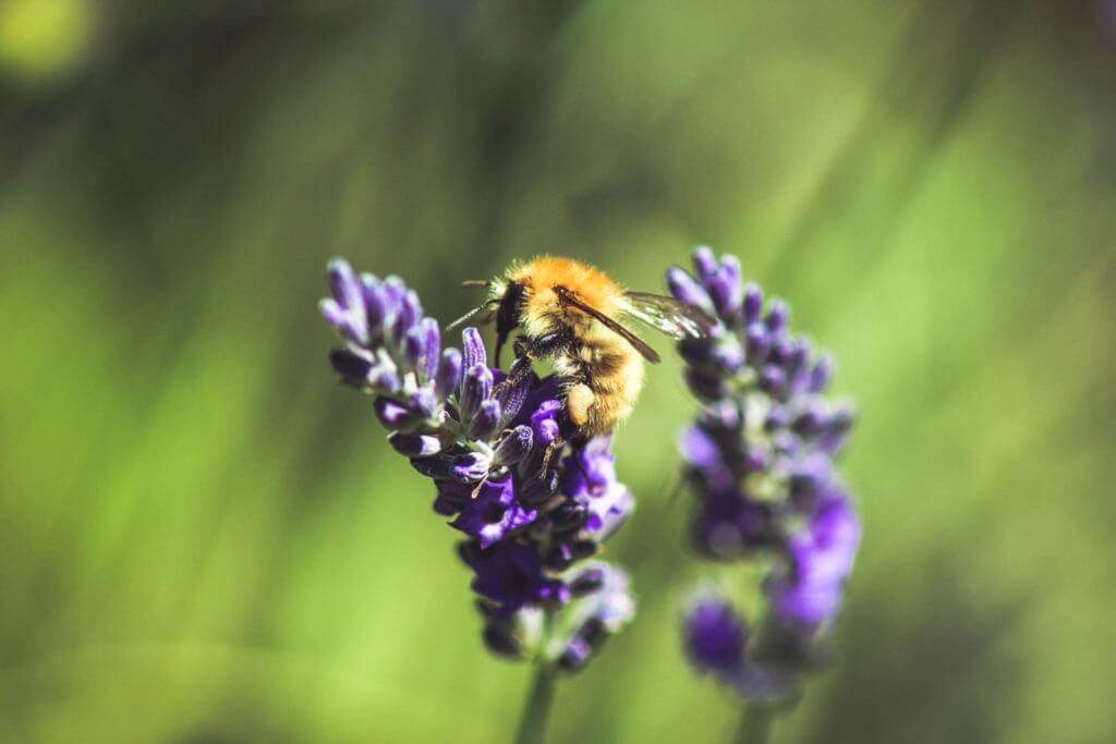 Bee on lavender