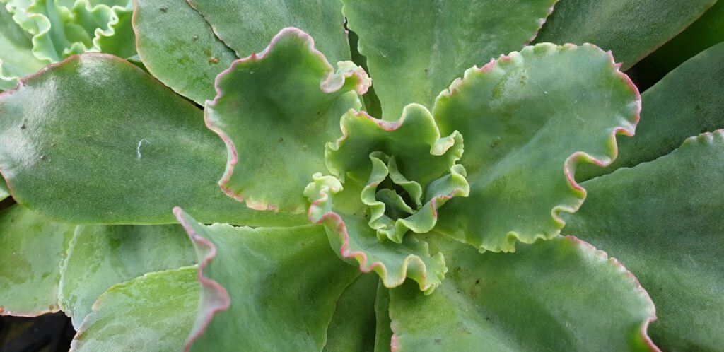 echeveria blue curls 1