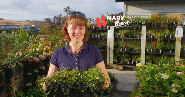 Carmichaelia australis – Maryflower