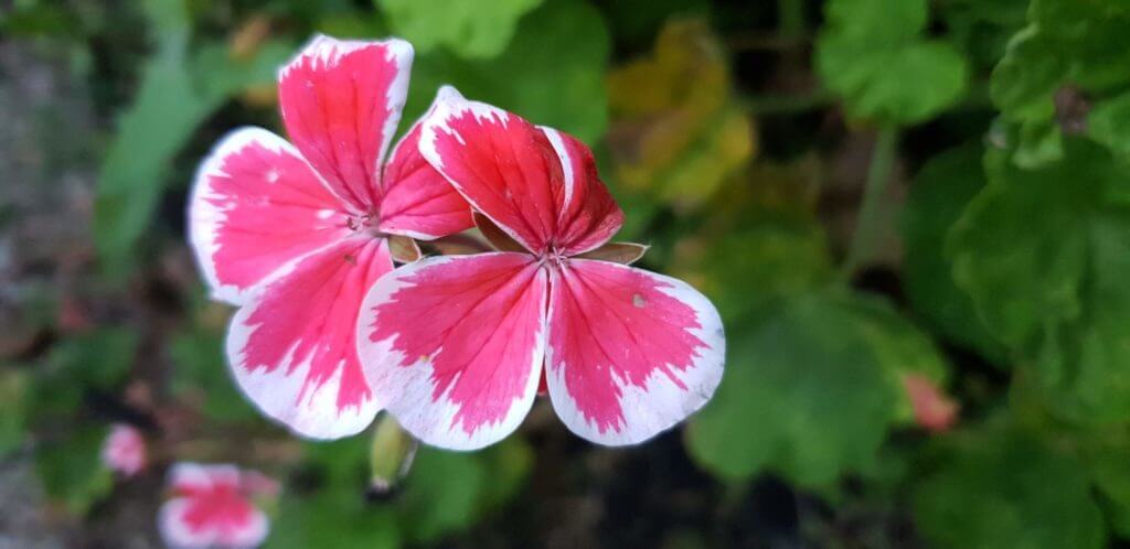 pelargonium mr wren