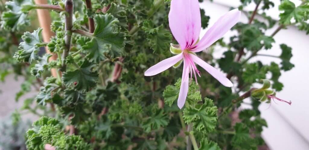 pelargonium crispum
