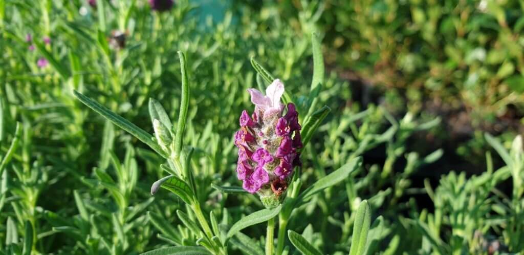 Lavender Bandera Pink