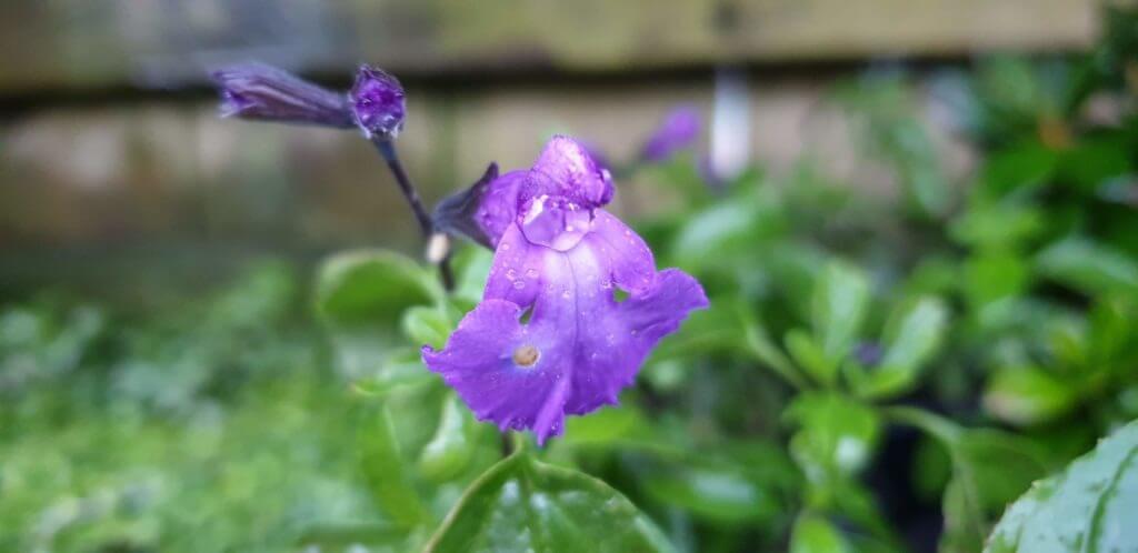 Salvia So cool purple