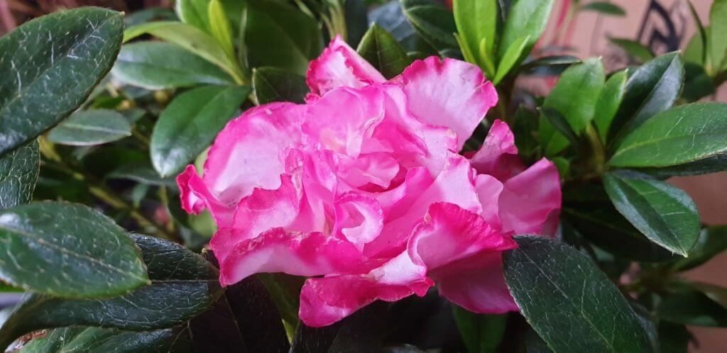 azalea gretel