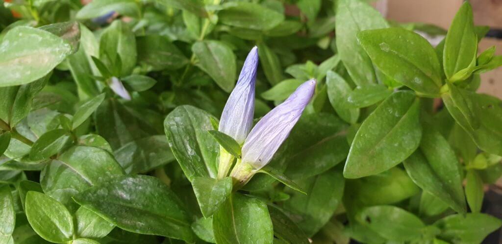 Gentiana Blue Magic