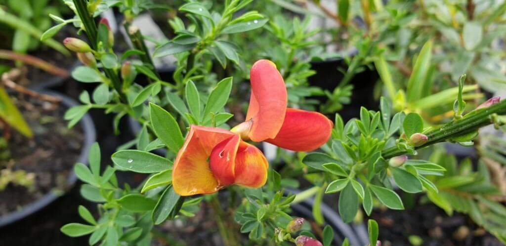 Cytisus vulcano
