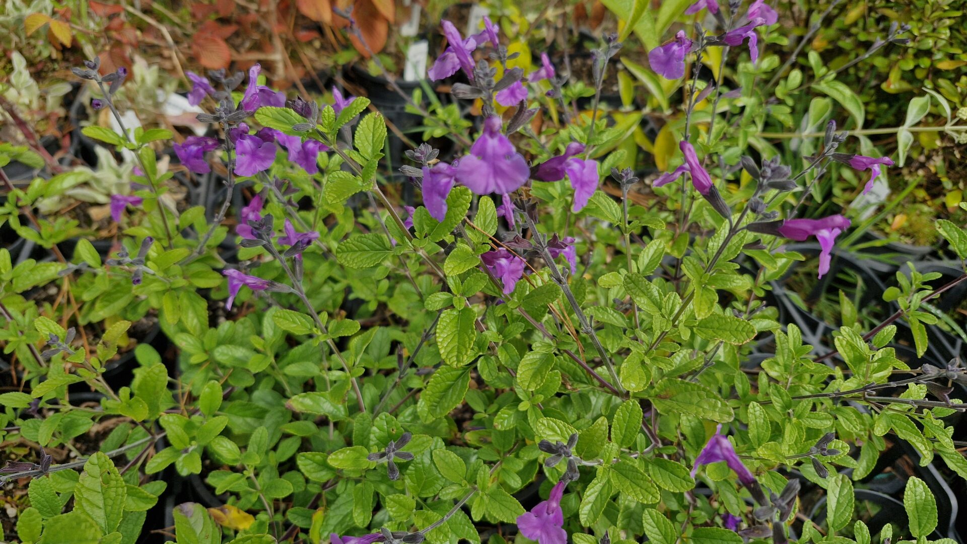 Salvia so cool 'Purple' - Image 3