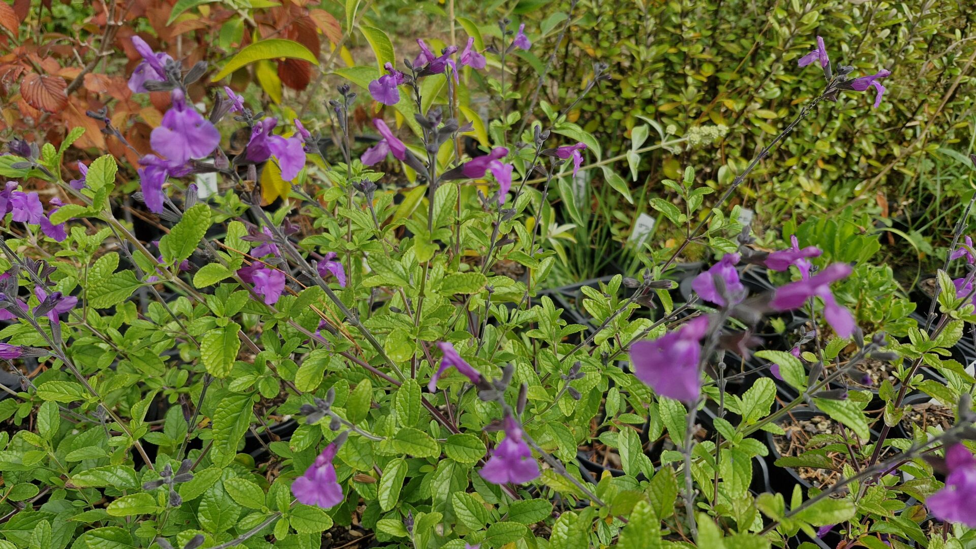 Salvia So Cool Purple