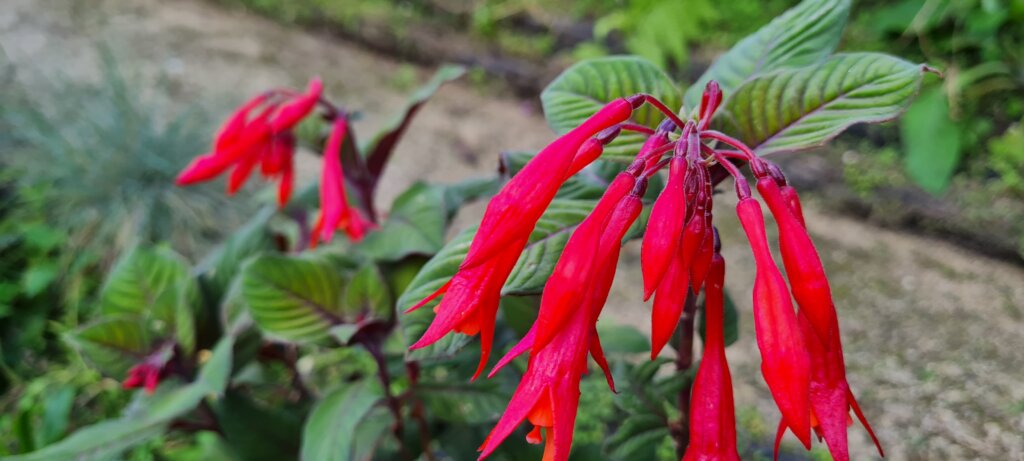 Fuchsia ‘Gartenmeister Bonstedt’ 1