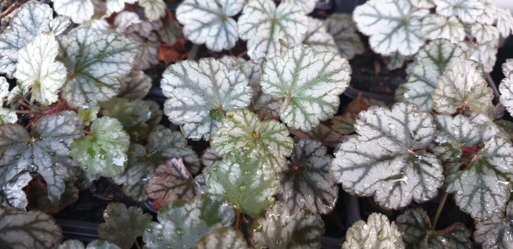 Heuchera Prince of Silver
