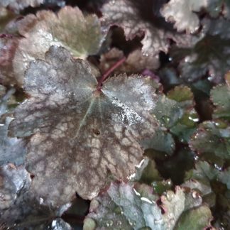 heuchera Amethyst