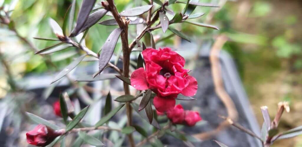 leptospermum crimson glory