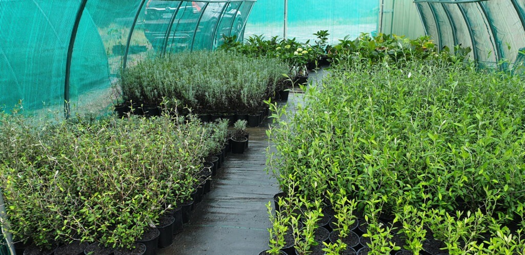 Plants in a grow tunnel at a plant nursery